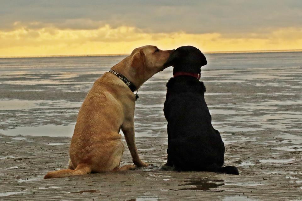 Nordseestrände Mit Hund