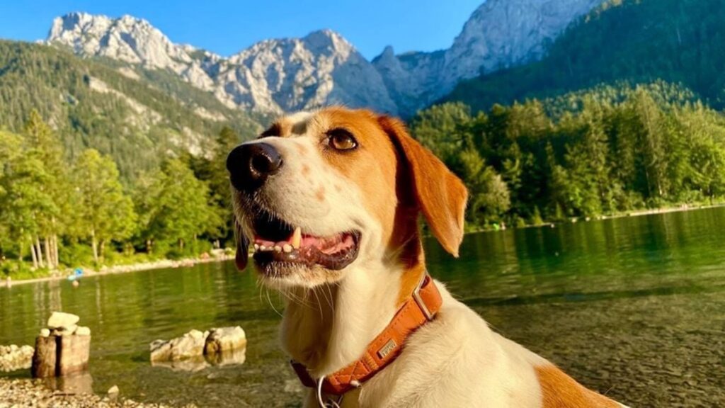 Ferienhaus Im Sacherl Traunsee alleinige Nutzung Seeblick – Foto 26