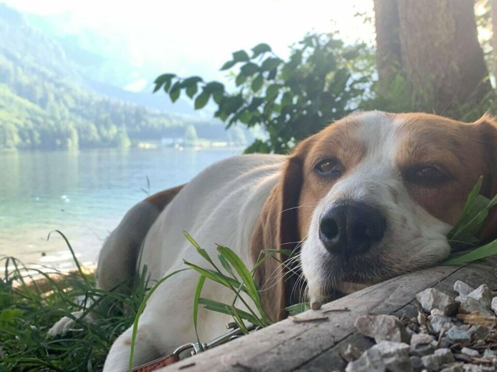 Ferienhaus Im Sacherl Traunsee alleinige Nutzung Seeblick – Foto 28