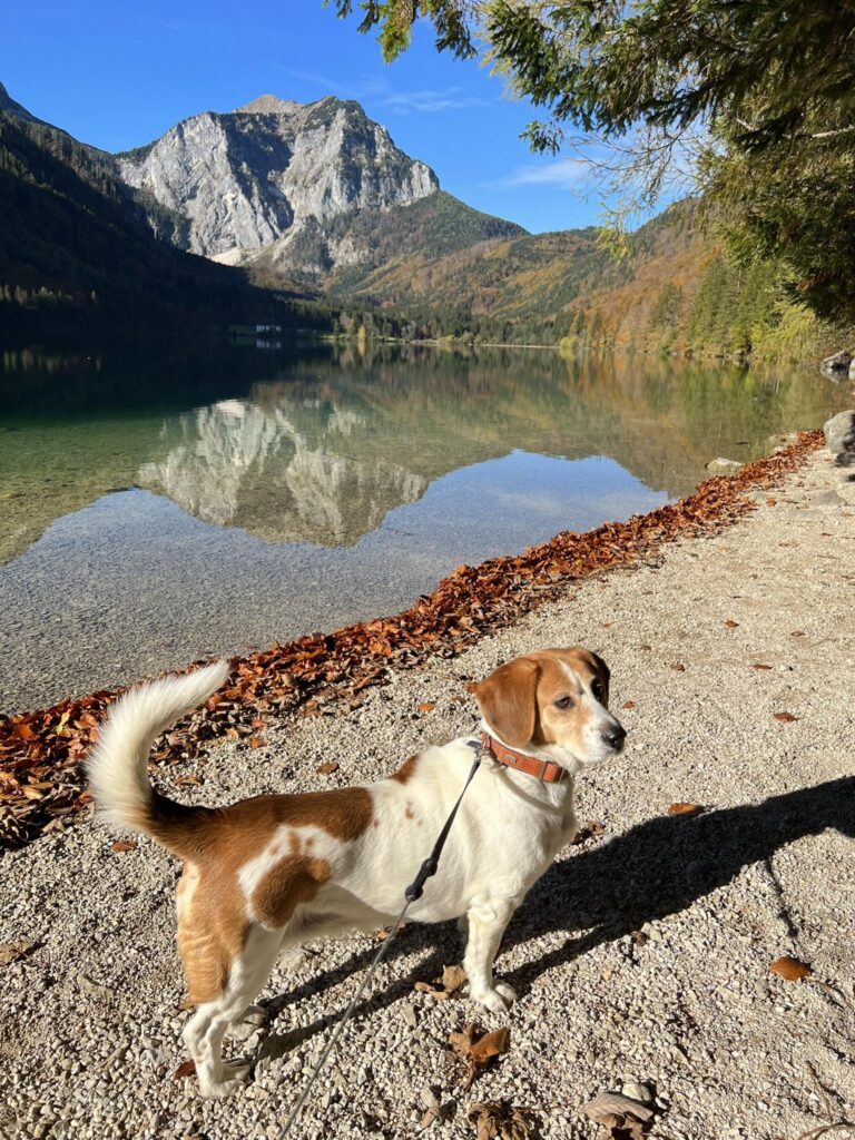 Ferienhaus Im Sacherl Traunsee alleinige Nutzung Seeblick – Foto 29