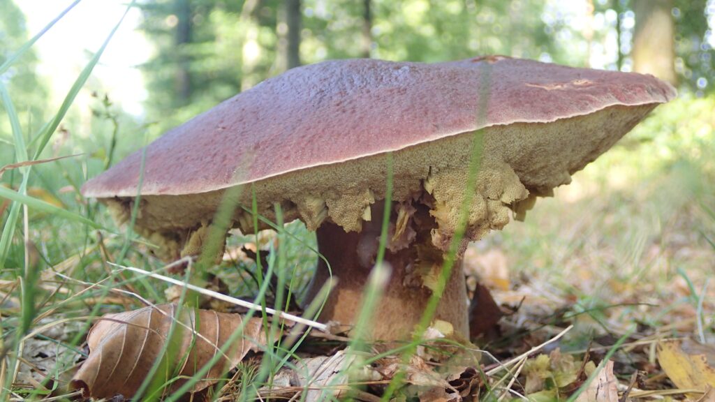 Wohlfühlhaus Hubi am See Unnen mit eingezäuntem Grundstück – Foto 24