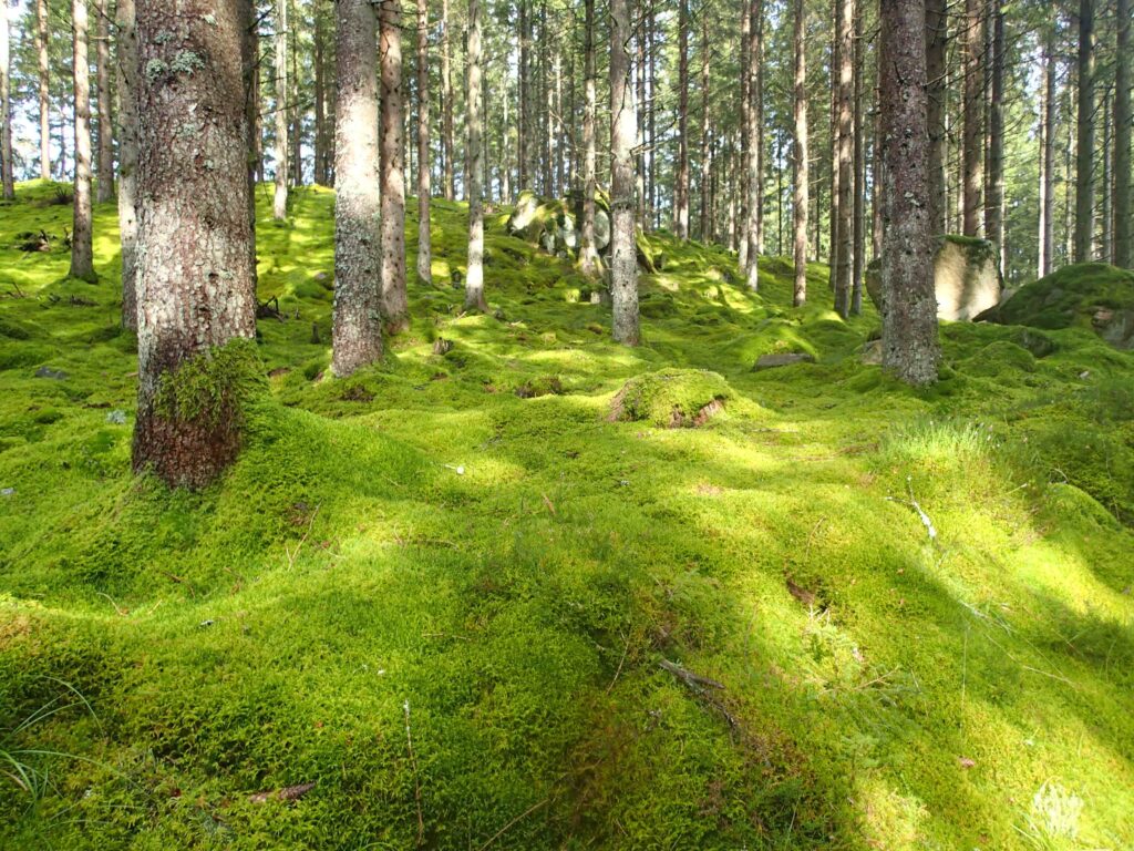 Wohlfühlhaus Hubi am See Unnen mit eingezäuntem Grundstück – Foto 19