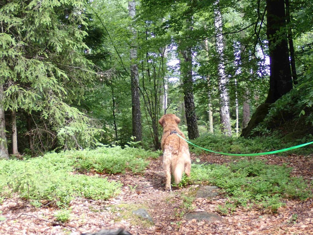 Wohlfühlhaus Hubi am See Unnen mit eingezäuntem Grundstück – Foto 21