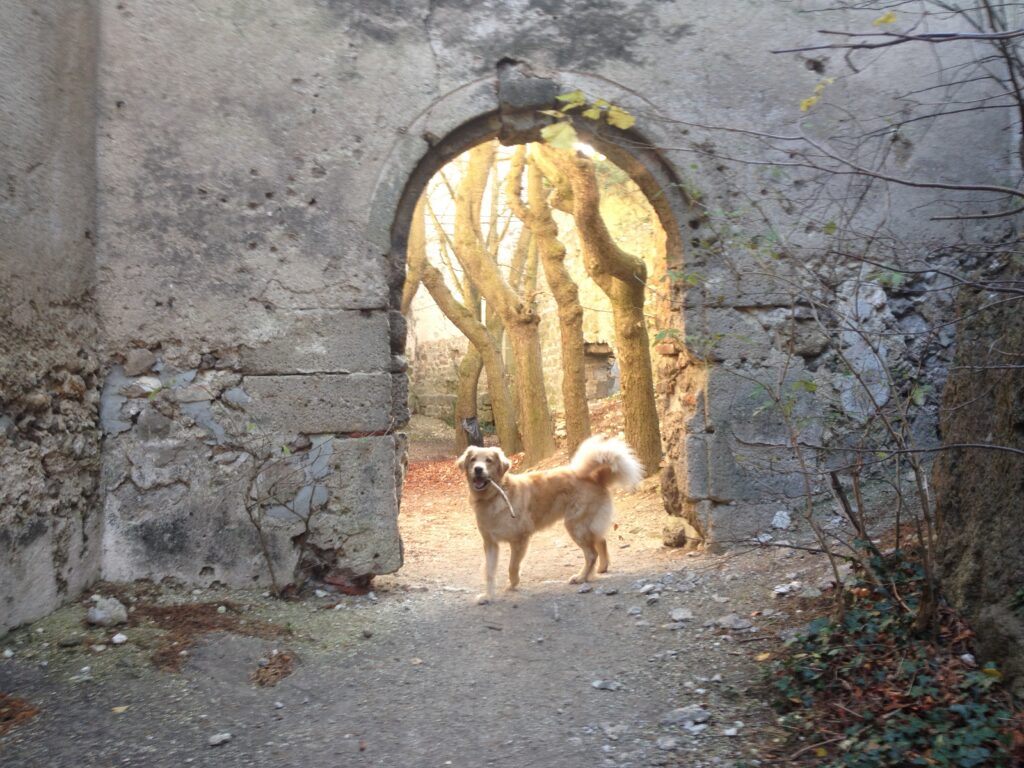 Natur-Hunde-Hotel Bergfried in Rötz – Foto 12