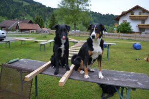 Zaun/Einfriedung