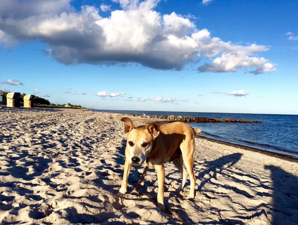 Ferienhaus Fritz Grömitz Ostsee Strandkorb Hundestrand – Foto 15
