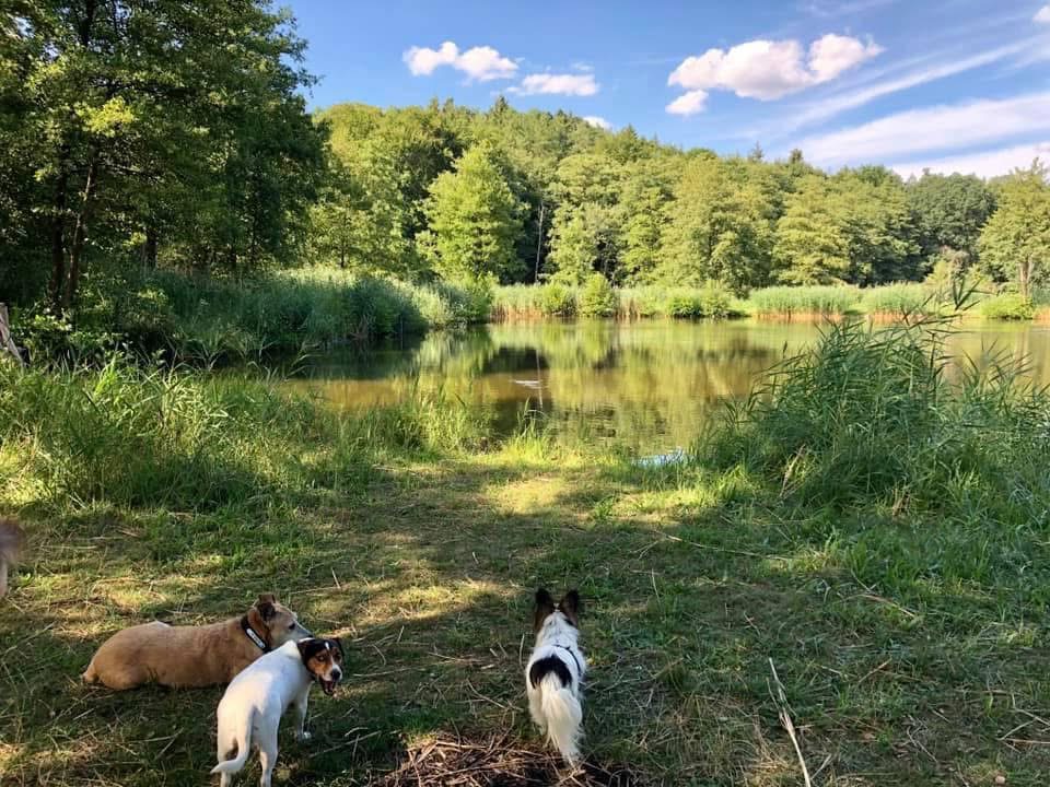 Waldhäusle mit eingezäuntem Waldgrundstück Lüneburger Heide – Foto 38
