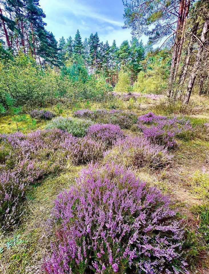 Tannhäusle mit eingezäuntem Waldgrundstück Lüneburger Heide – Foto 10