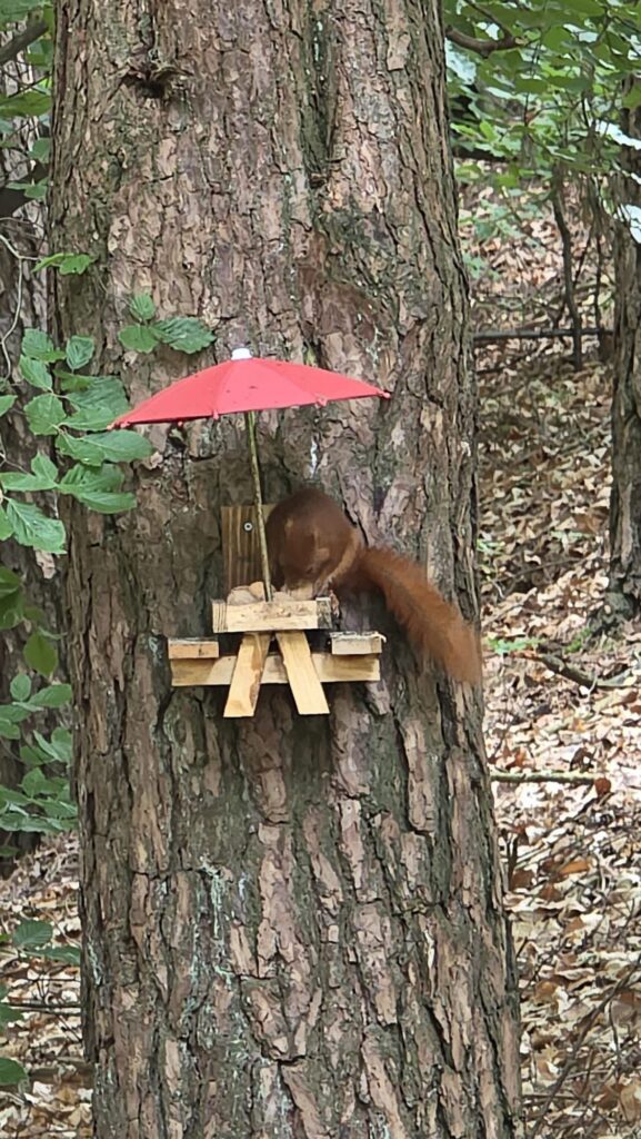 Tannhäusle mit eingezäuntem Waldgrundstück Lüneburger Heide – Foto 11