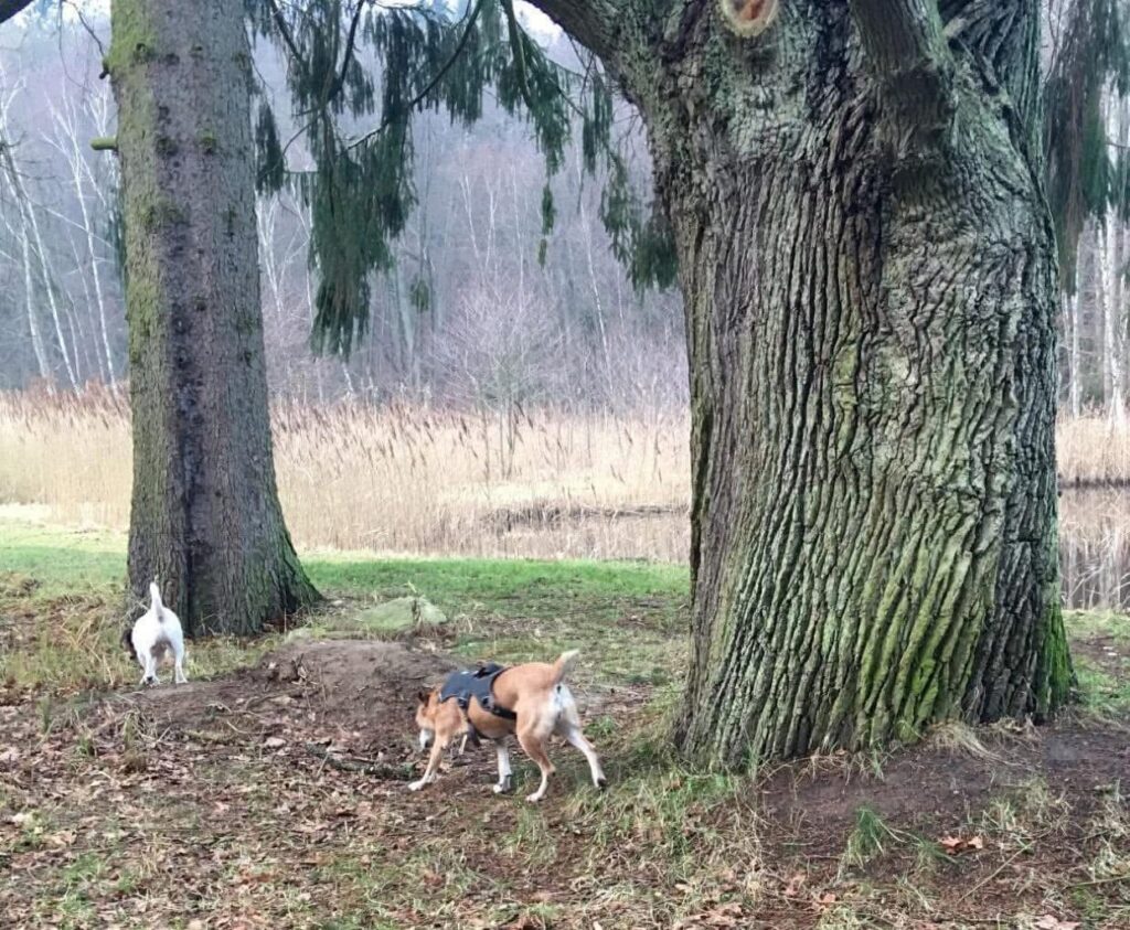 Tannhäusle mit eingezäuntem Waldgrundstück Lüneburger Heide – Foto 13