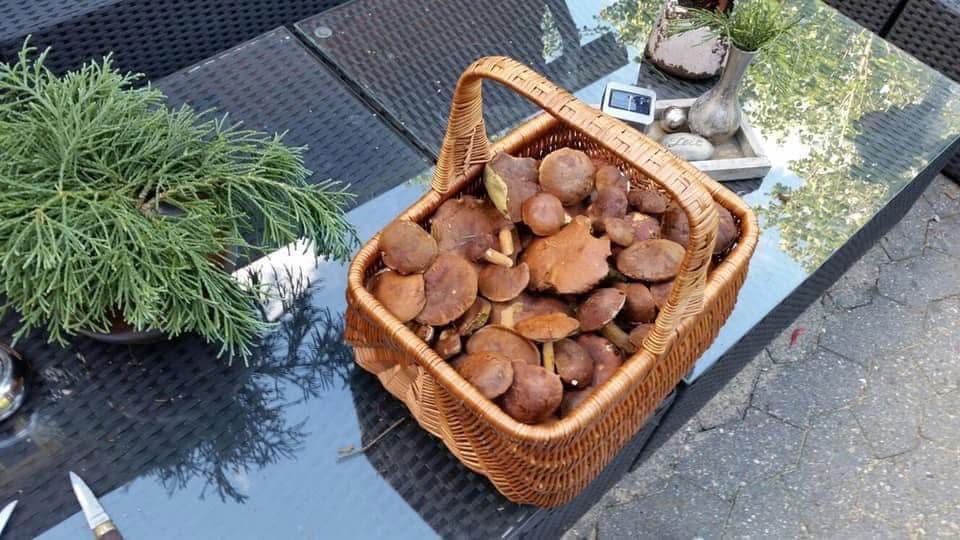 Tannhäusle mit eingezäuntem Waldgrundstück Lüneburger Heide – Foto 17