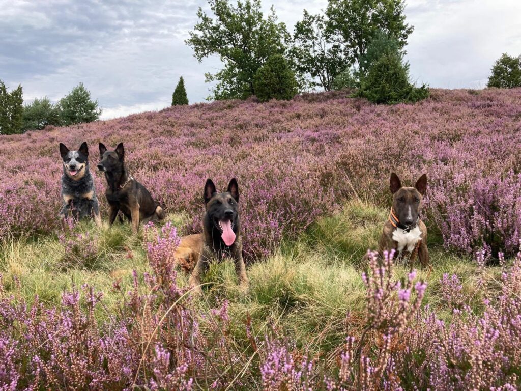 Tannhäusle mit eingezäuntem Waldgrundstück Lüneburger Heide – Foto 18