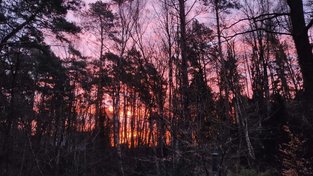 Tannhäusle mit eingezäuntem Waldgrundstück Lüneburger Heide – Foto 47