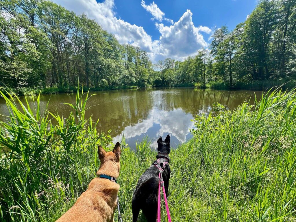 Waldhäusle mit eingezäuntem Waldgrundstück Lüneburger Heide – Foto 45