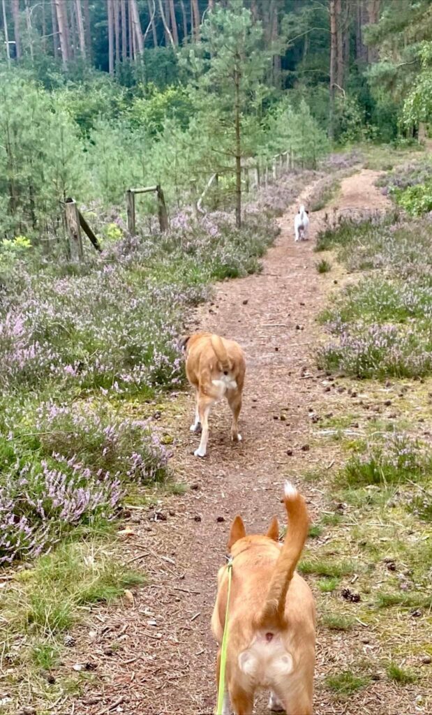 Blockhäusle Lüneburger Heide mit eingezäuntem Waldgrundstück – Foto 34