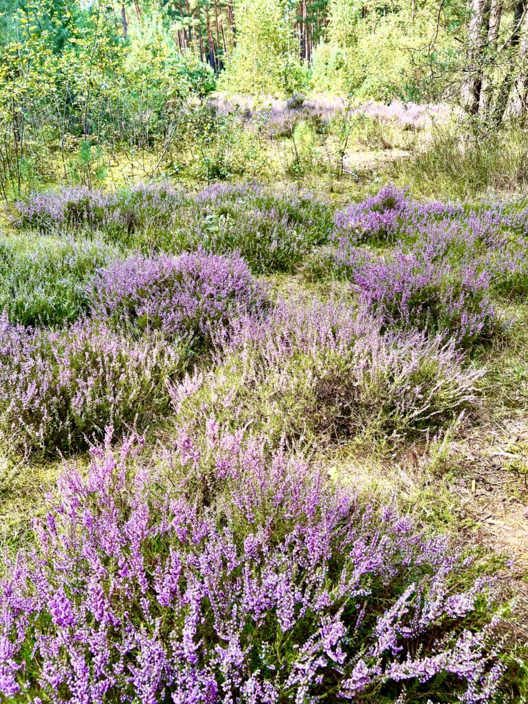 Blockhäusle Lüneburger Heide mit eingezäuntem Waldgrundstück – Foto 48