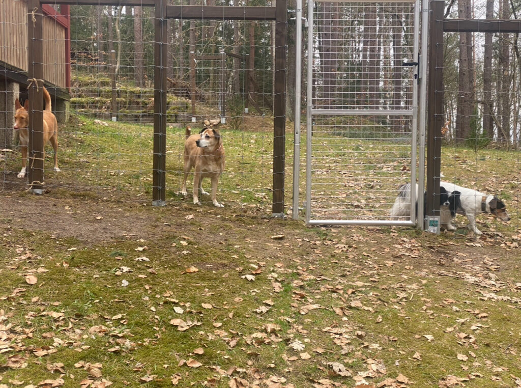 Tannhäusle mit eingezäuntem Waldgrundstück Lüneburger Heide – Foto 34