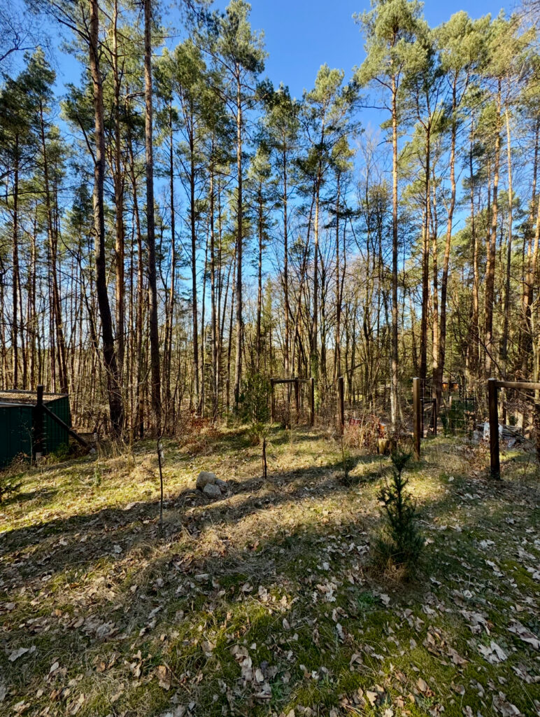 Tannhäusle mit eingezäuntem Waldgrundstück Lüneburger Heide – Foto 35