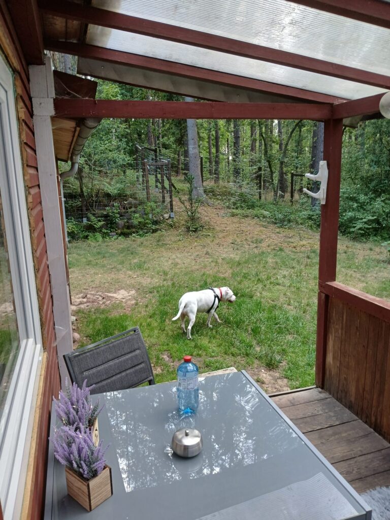 Tannhäusle mit eingezäuntem Waldgrundstück Lüneburger Heide – Foto 41
