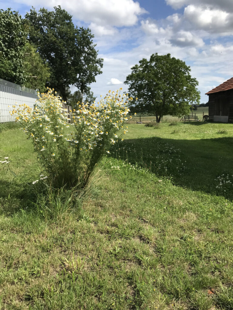 Große Wohnung 24