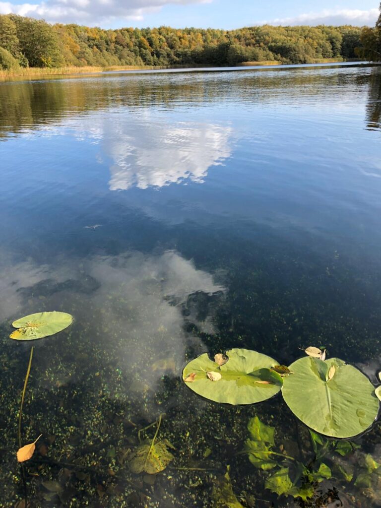 Ferienhaus im Biosphärenreservat Schaalsee in Zarrentin-Neuhof – Foto 35