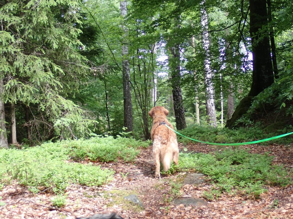 Wohlfühlhaus Hubi am See Unnen mit eingezäuntem Grundstück – Foto 5